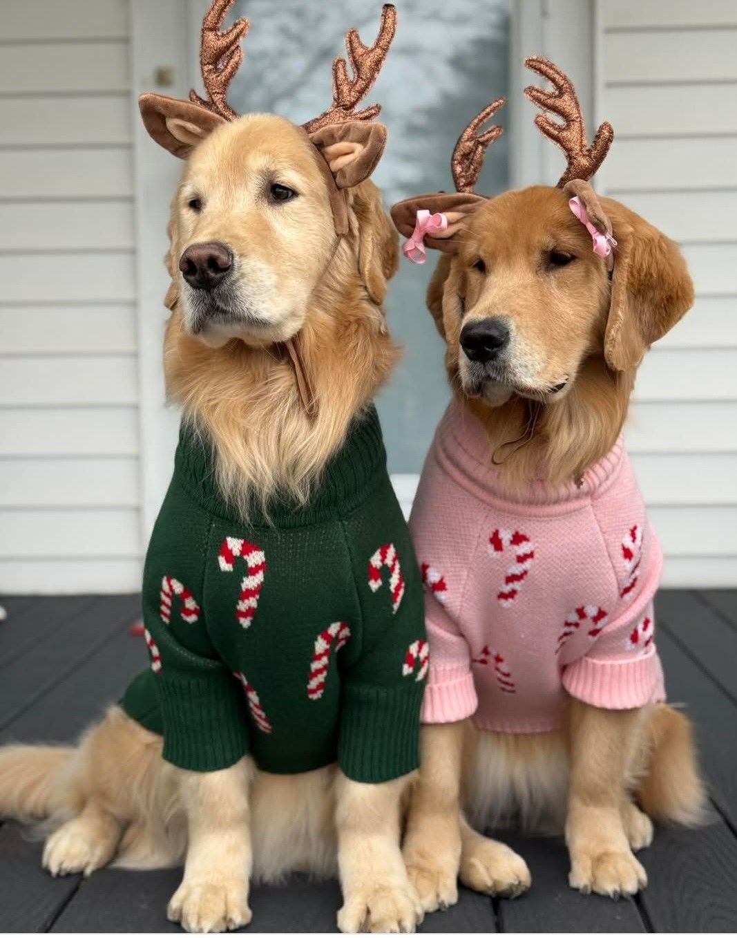 AI抠图示例3 - animal图片处理前